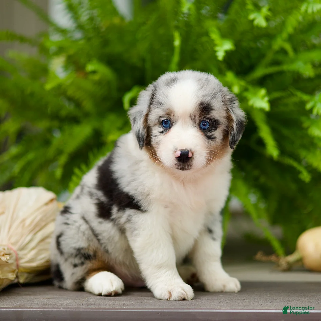 Miniature Australian Shepherd dogs for sale: Taley - Ad 1