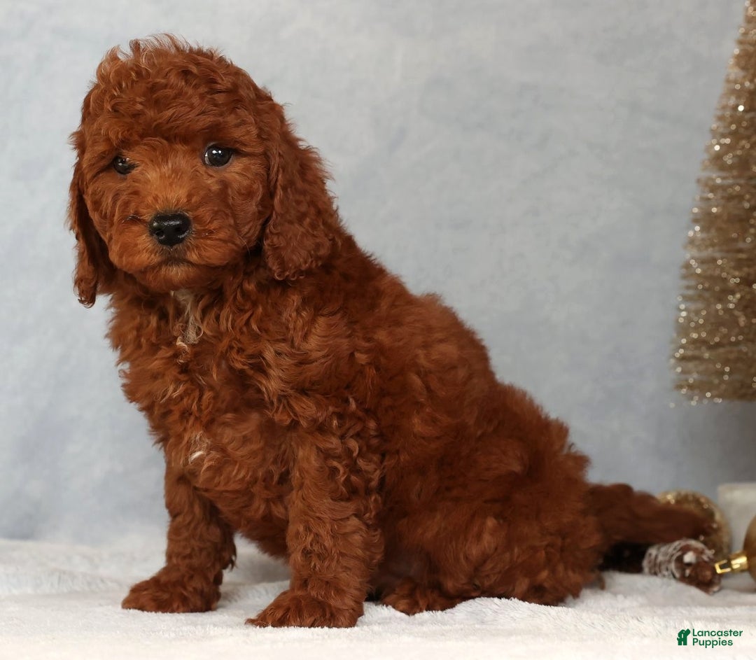 Miniature Poodle dogs for sale: Stanley - Ad 6