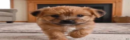 Morkie dogs for sale: Ace - Ad 5