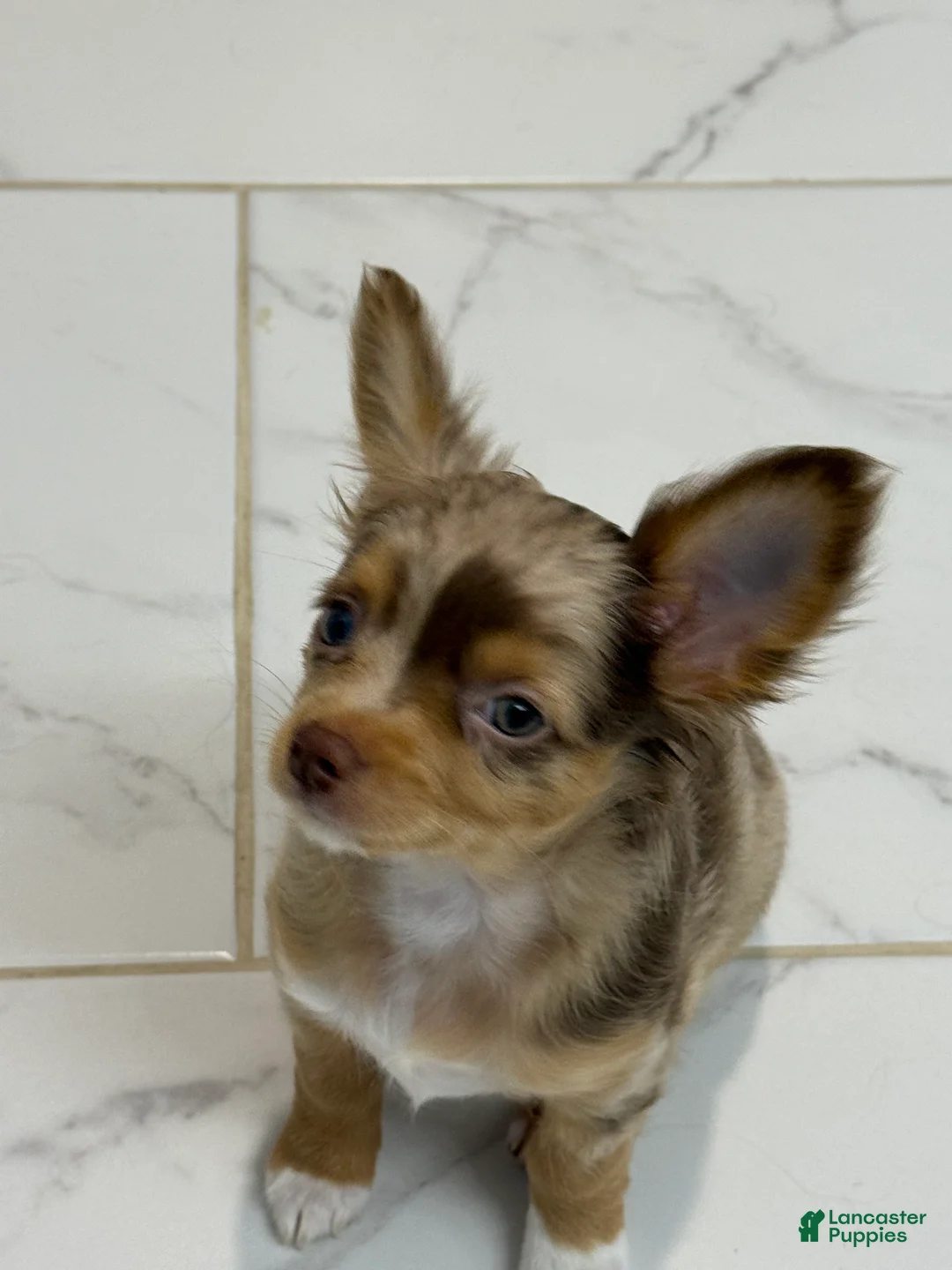 Chihuahua dogs for sale: Mateo (Matty) - Ad 2
