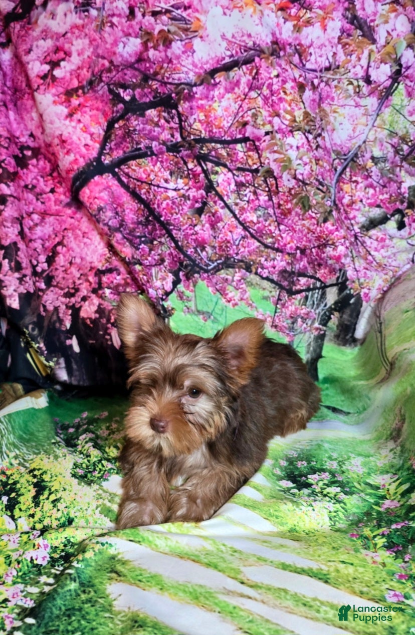 Yorkshire Terrier dogs for sale: Purple - Ad 1