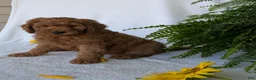Goldendoodle dogs for sale: Lolly  - Ad 6