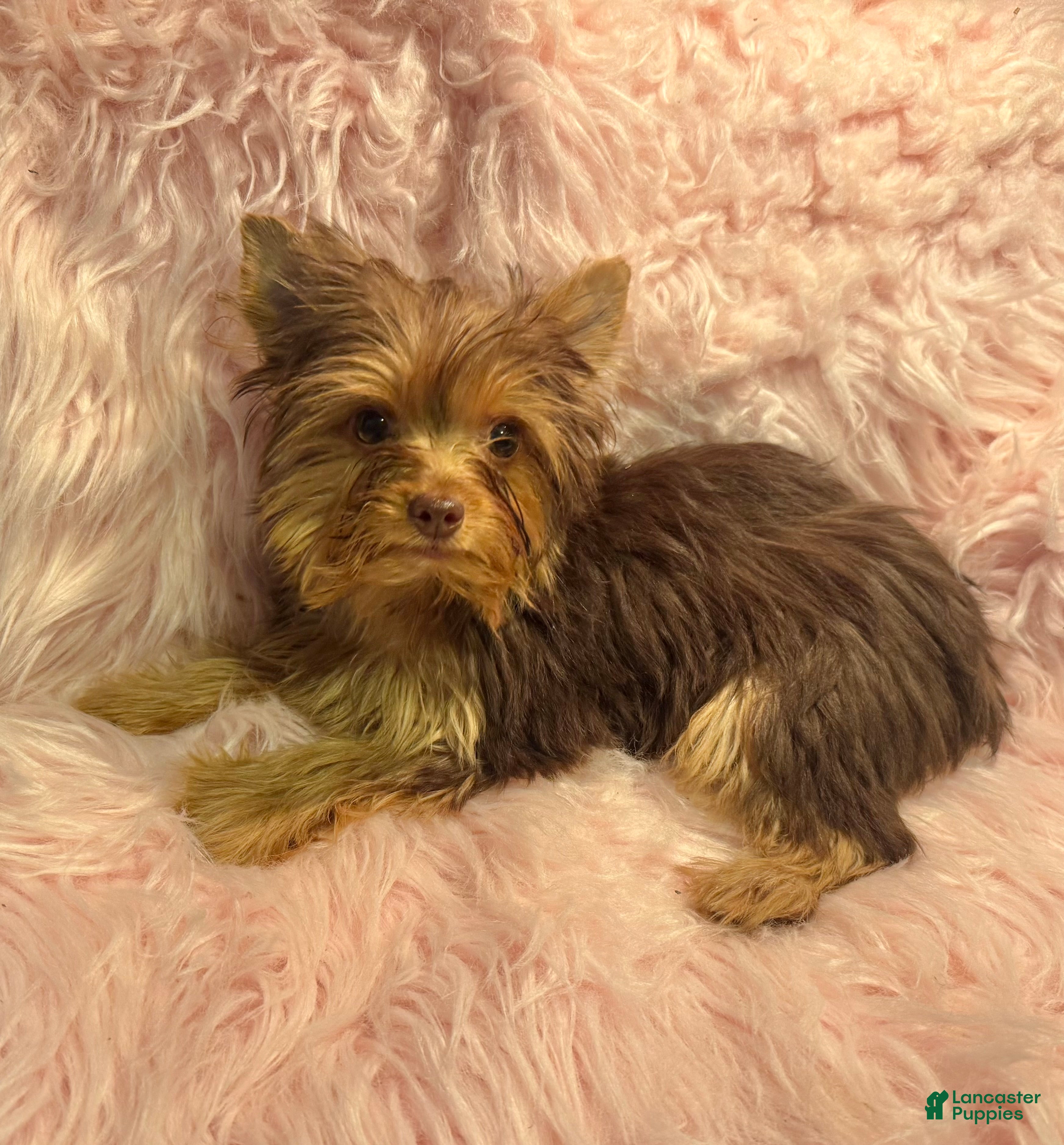 Yorkshire Terrier dogs for sale: Snickers  - Ad 42