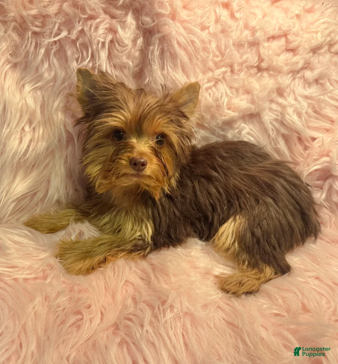 Yorkshire Terrier dogs for sale: Snickers  - Ad 1