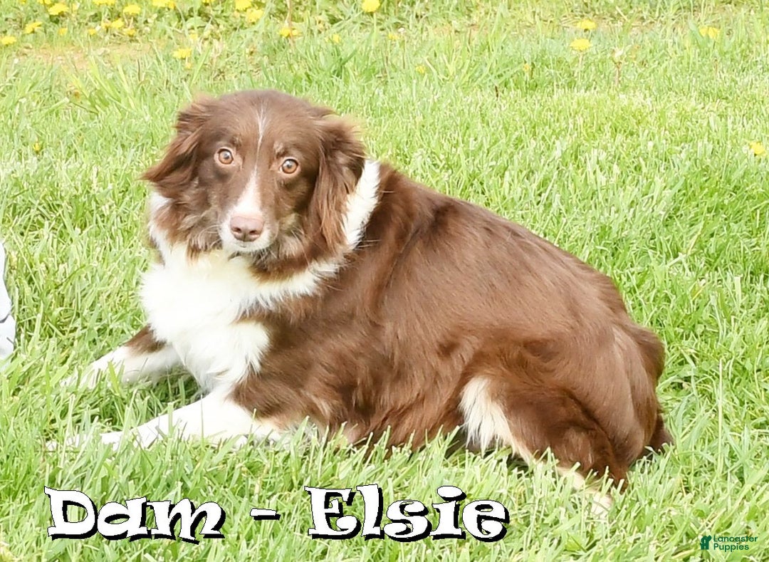 Miniature Australian Shepherd dogs for sale: Ryder - Ad 10