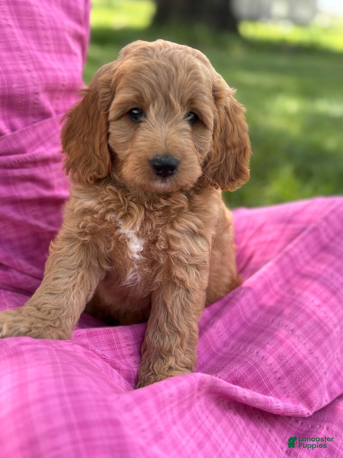 Cavapoo dogs for sale: Cal - Ad 1