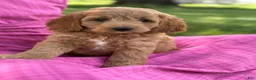 Cavapoo dogs for sale: Cal - Ad 1