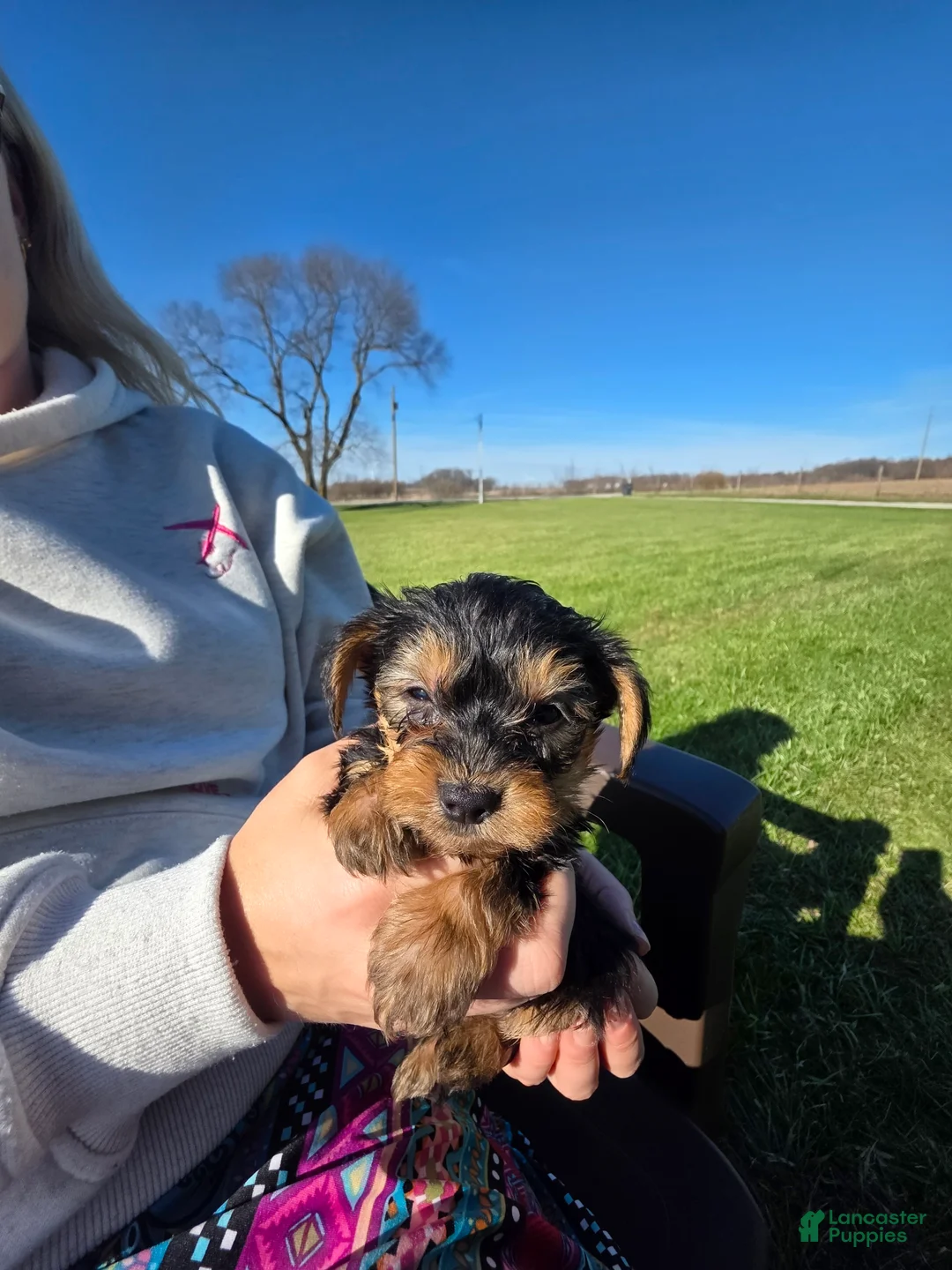 Yorkiepoo dogs for sale: Yorkiepoo 1 - Ad 2