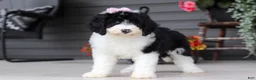 Sheepadoodle dogs for sale: Lila - Ad 5