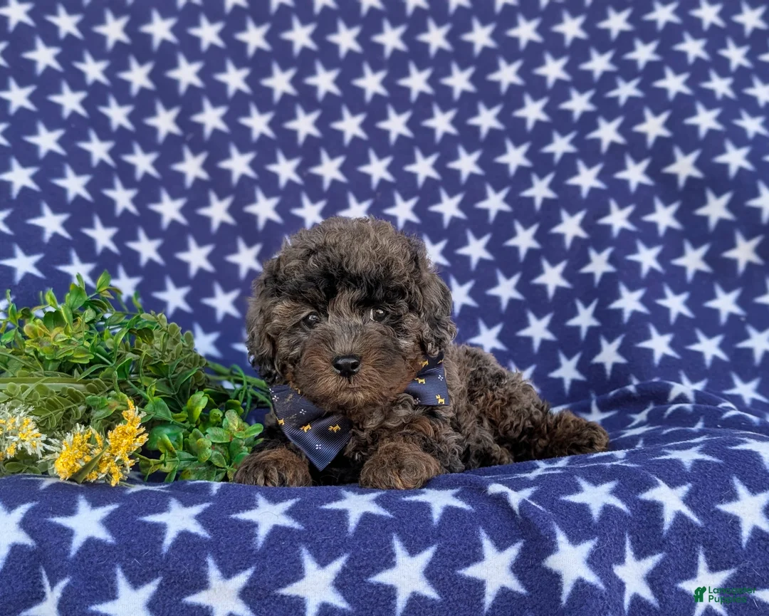 Cockapoo dogs for sale: Hagan Hypoallergenic - Ad 5