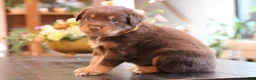 Australian Shepherd dogs for sale: diggory - Ad 7