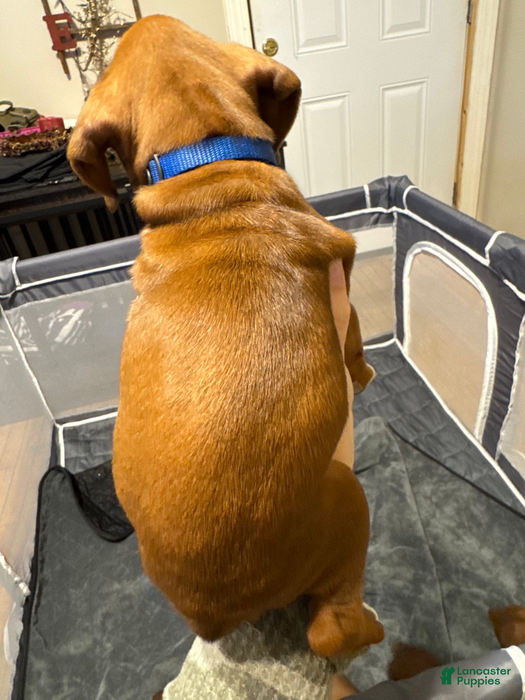 Boxer dogs for sale: Max - Ad 2