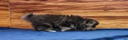 Pomsky dogs for sale: Teddy - Ad 3