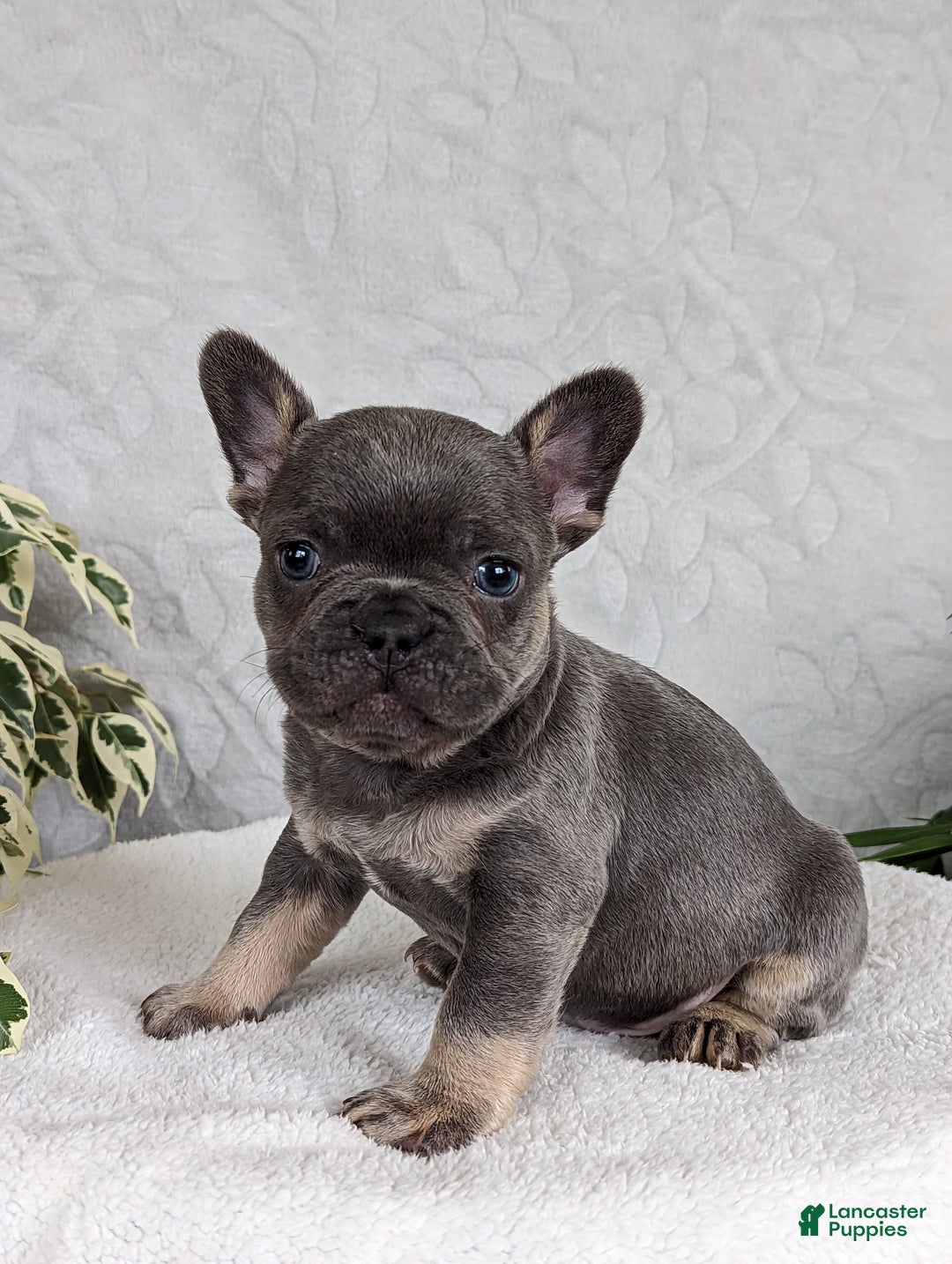 French Bulldog dogs for sale: Smokey - Ad 2