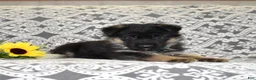 German Shepherd dogs for sale: Zeus  - Ad 4