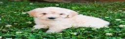 Mini Goldendoodle dogs for sale: Karen - Ad 3