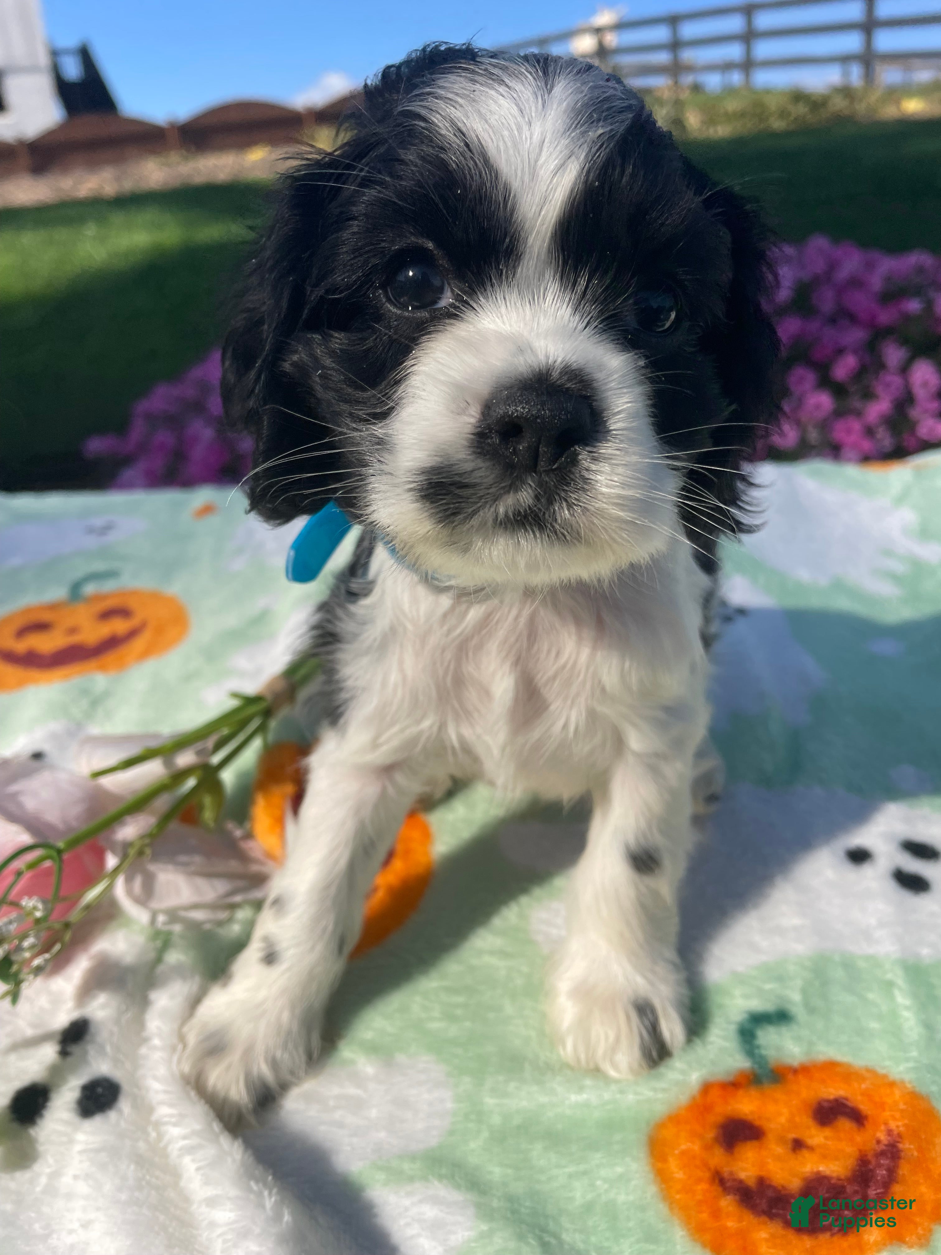 Cocker Spaniel dogs Reggie - Ad 1