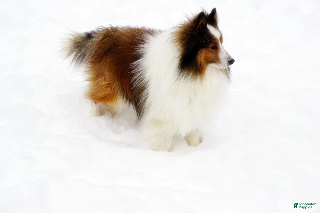 Shetland Sheepdog dogs for sale: Buckeye - Adult - Ad 6
