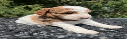 Mini Goldendoodle dogs for sale: Russel - Ad 4