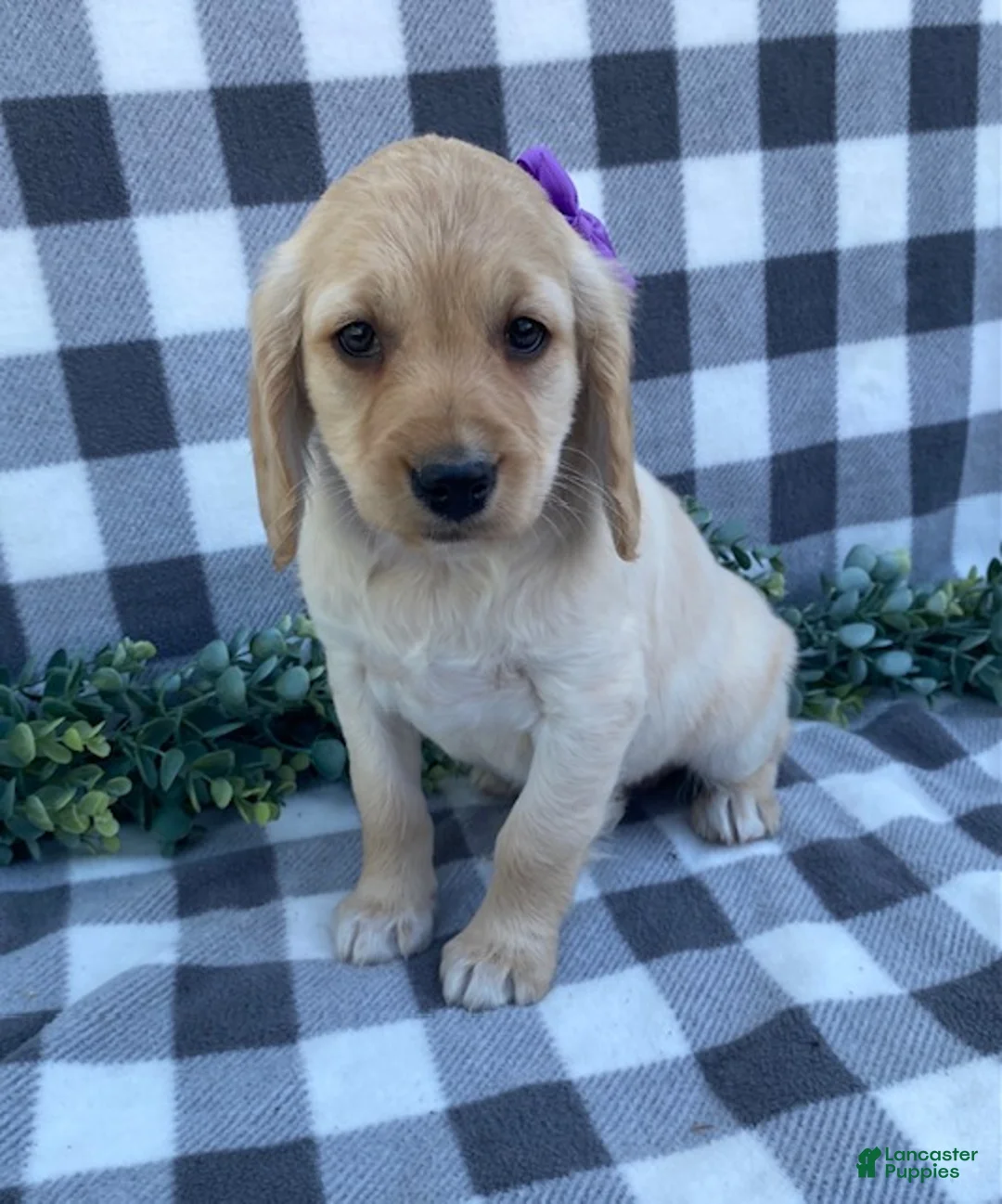 Mini Goldendoodle dogs for sale: Lady - Ad 1