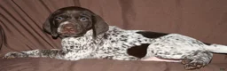 German Shorthaired Pointer dogs for sale: Tenor - Ad 5