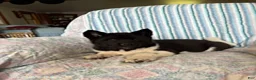 Akita dogs for sale: Sparkle - Ad 3