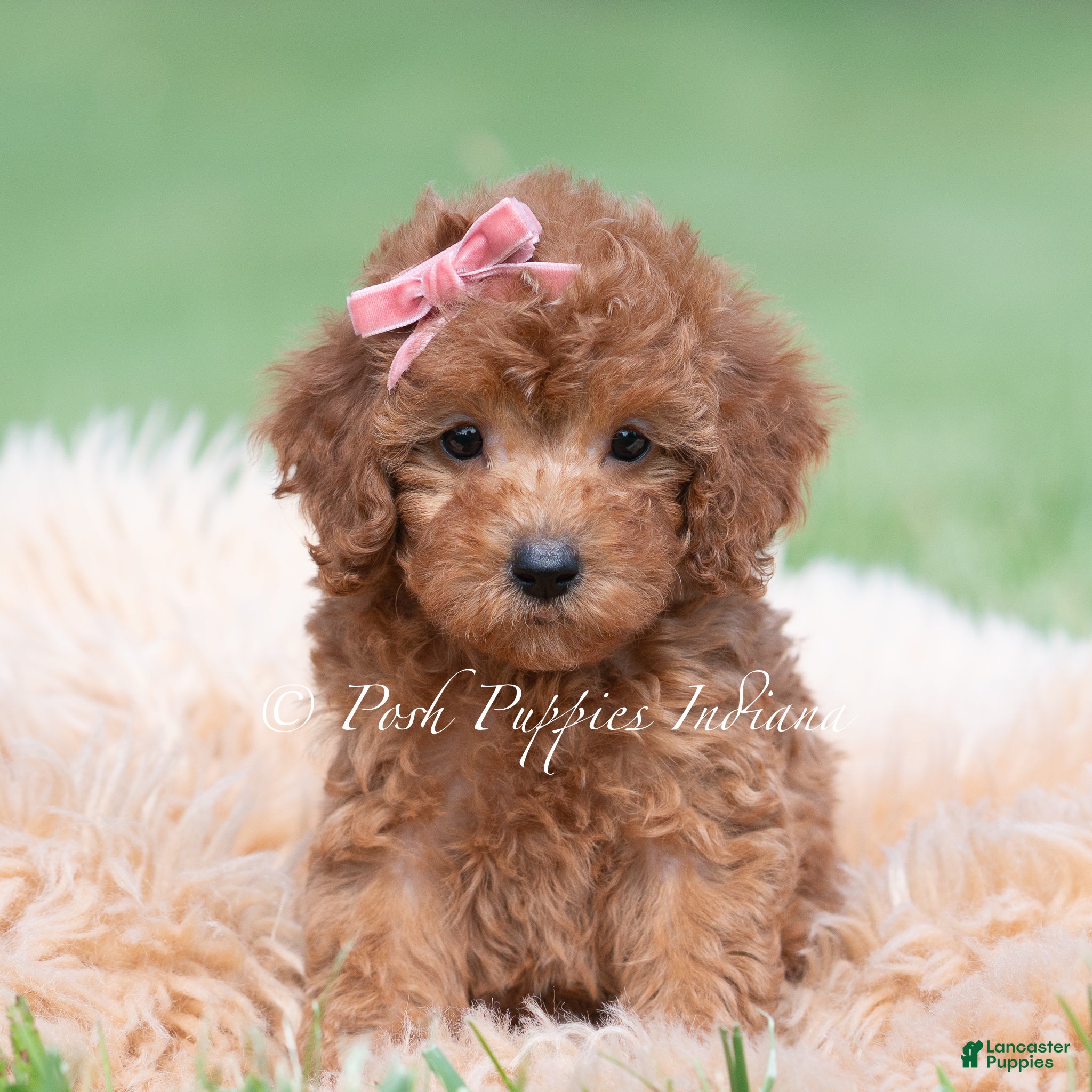 Maltipoo dogs Poppy seed F1 - Ad 19