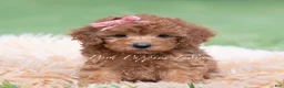 Maltipoo dogs for sale: Poppy seed F1 - Ad 1