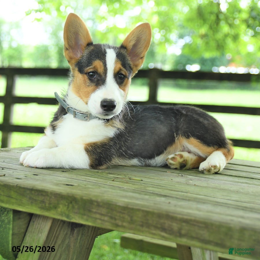 Welsh Corgi Pembroke dogs Samson - Ad 2