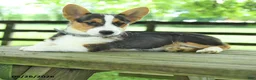 Welsh Corgi Pembroke dogs for sale: Samson - Ad 3