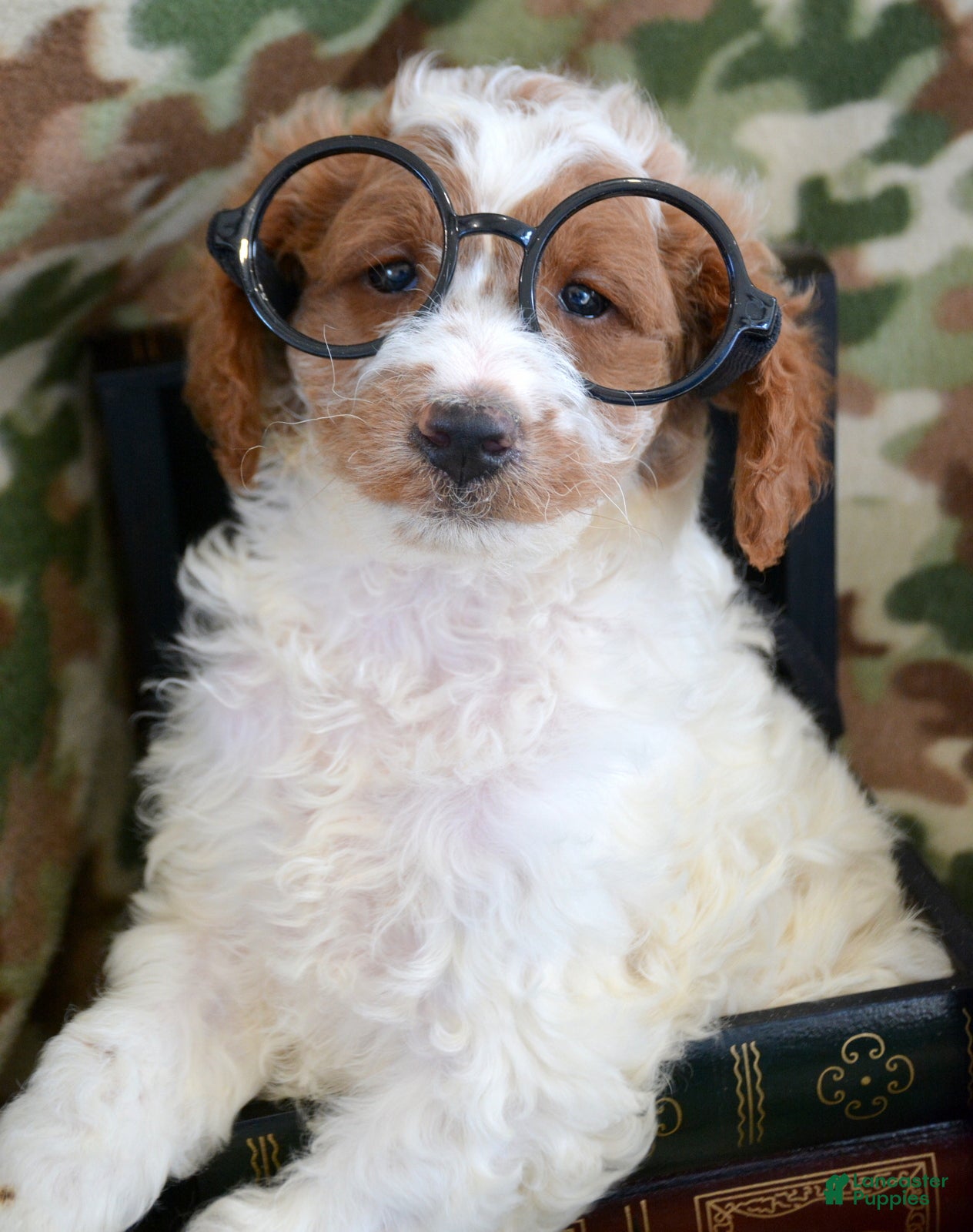 Goldendoodle dogs Mini Goldendoodle Puppy 2 Ernie - Ad 28