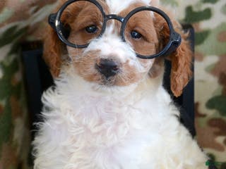 Goldendoodle dogs Mini Goldendoodle Puppy 2 Ernie - Ad 11