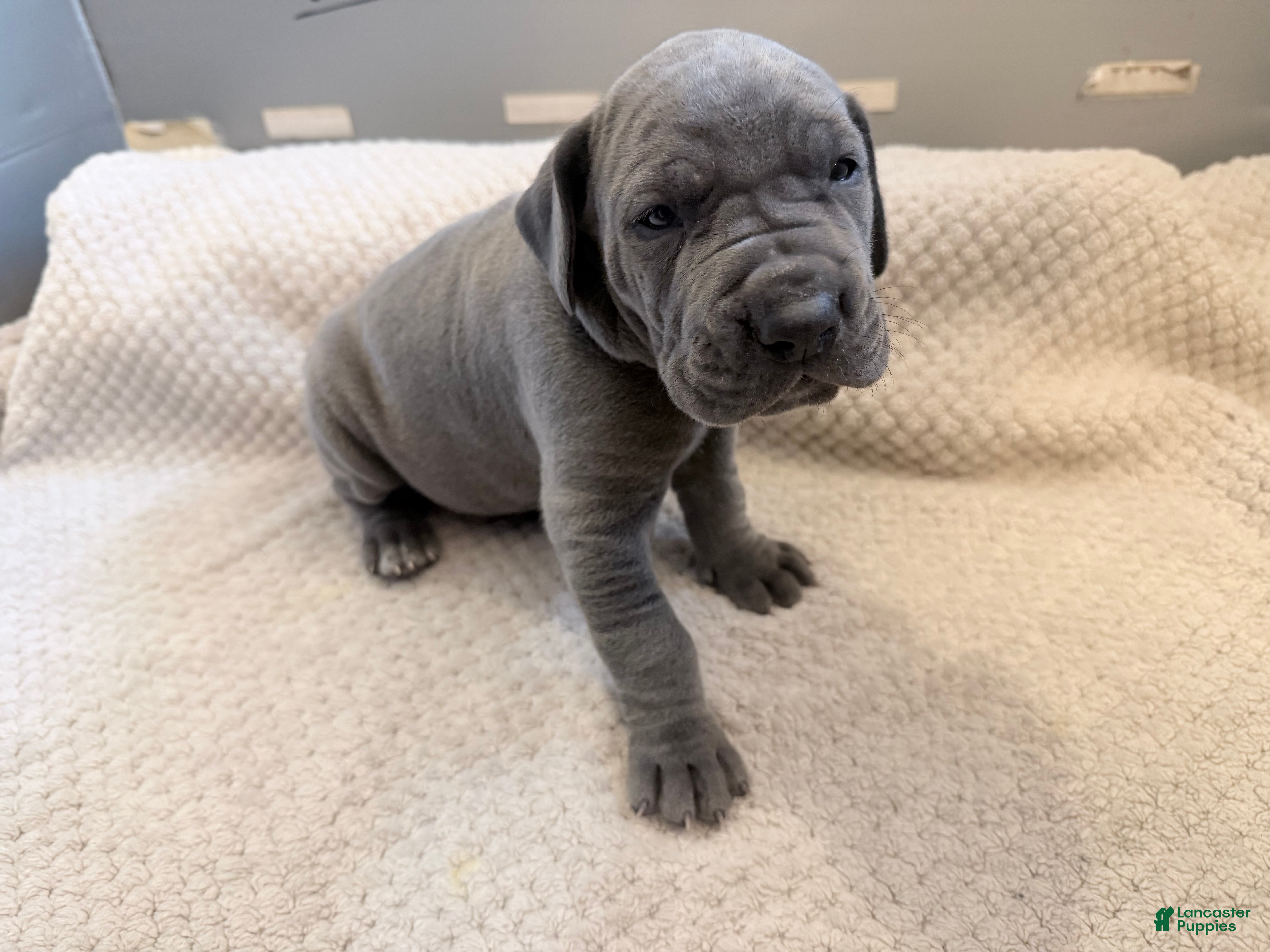 Great Dane dogs Great Dane Boy - Ad 2