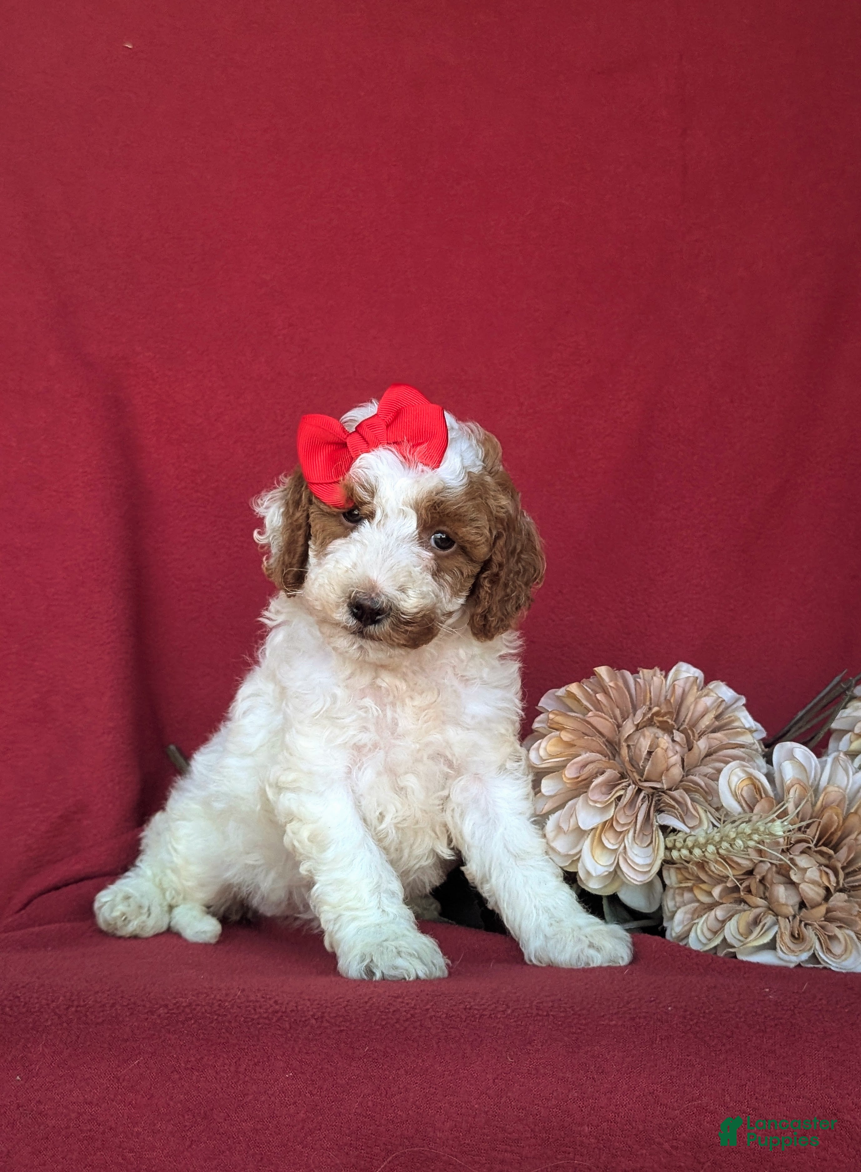 Miniature Poodle dogs for sale: Candace - Ad 3