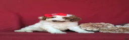Miniature Poodle dogs for sale: Candace - Ad 1