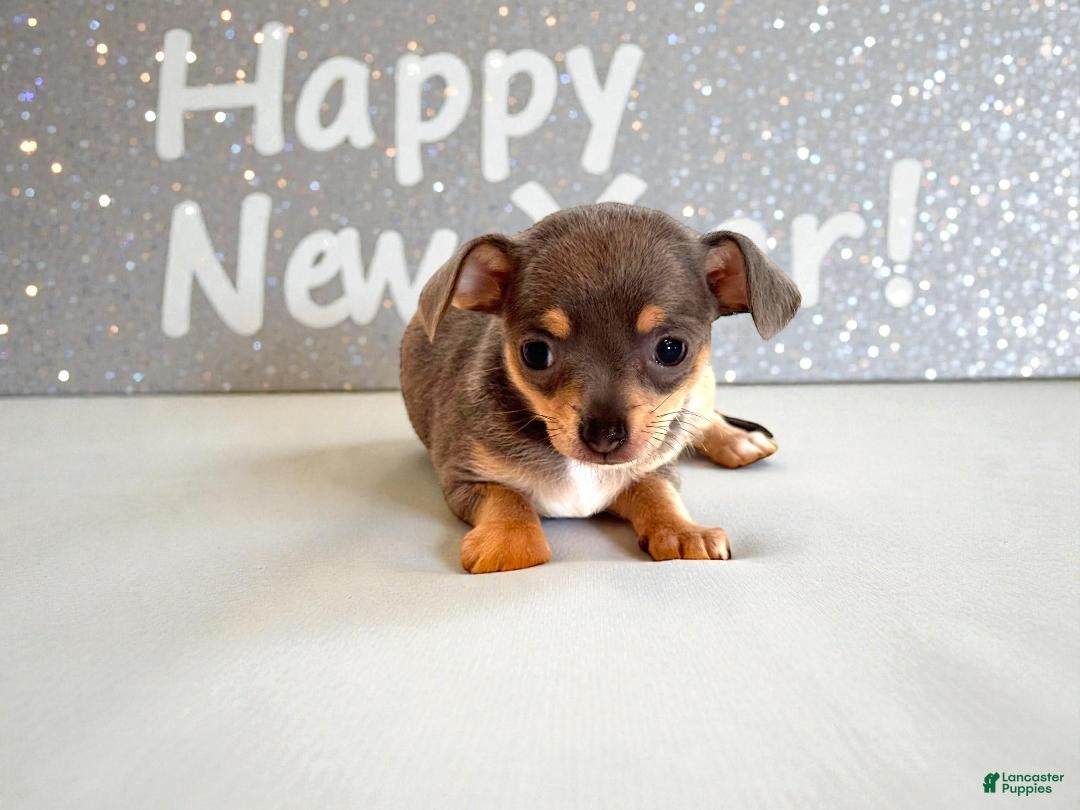 Chihuahua dogs Courage - Ad 2