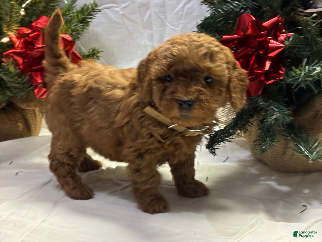 Mini Goldendoodle dogs for sale: Noelle - Ad 2