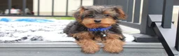 Yorkiepoo dogs for sale: Enzo - Ad 9