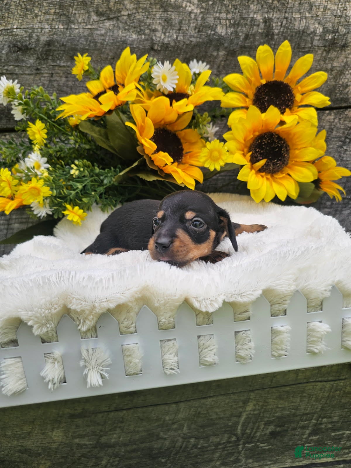 Dachshund dogs Charlie - Ad 1