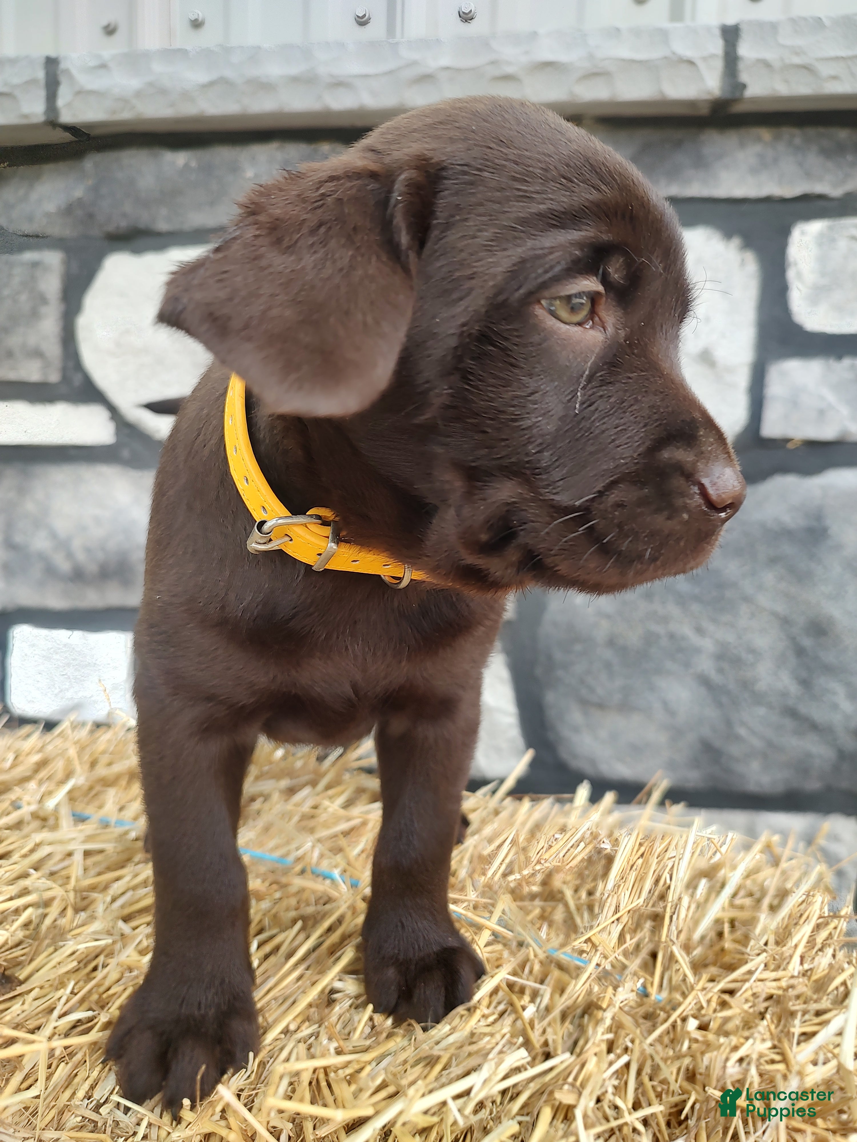 Labrador Retriever dogs Moose - Ad 2