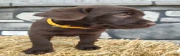 Labrador Retriever dogs for sale: Moose - Ad 2