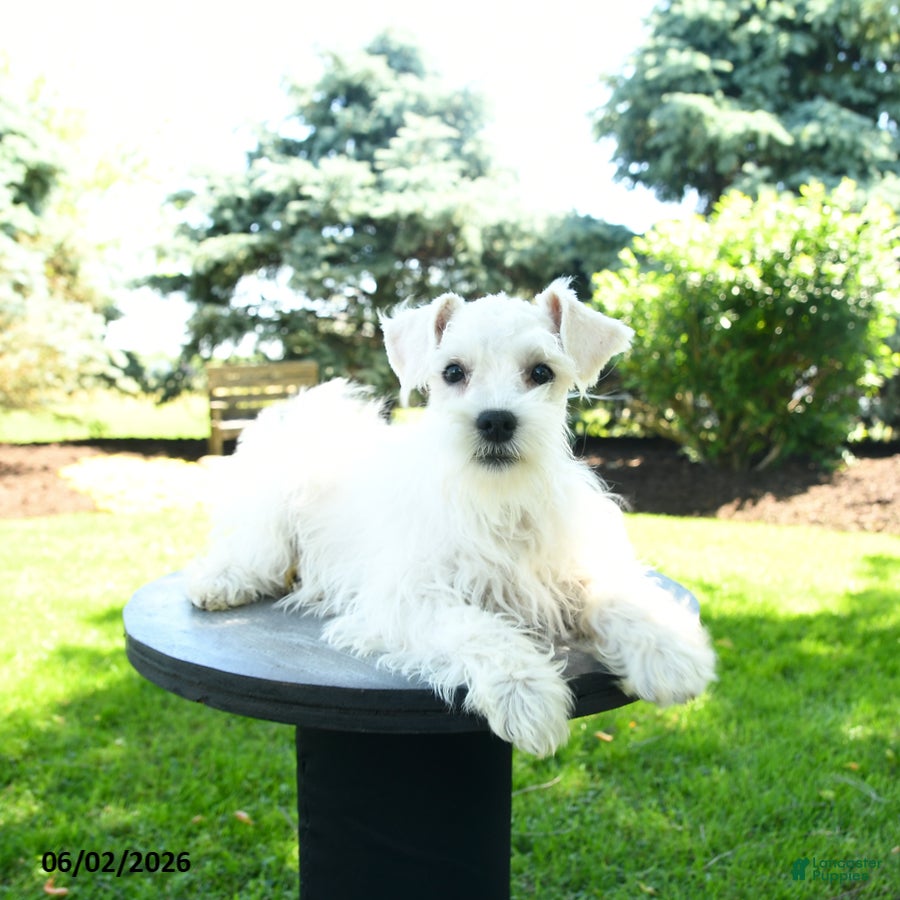 Miniature Schnauzer dogs Banjo  - Ad 1