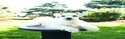 Miniature Schnauzer dogs for sale: Banjo  - Ad 1