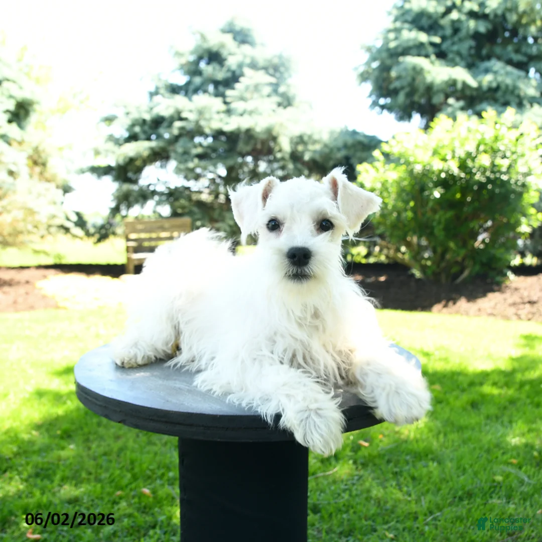 Miniature Schnauzer dogs for sale: Banjo  - Ad 1