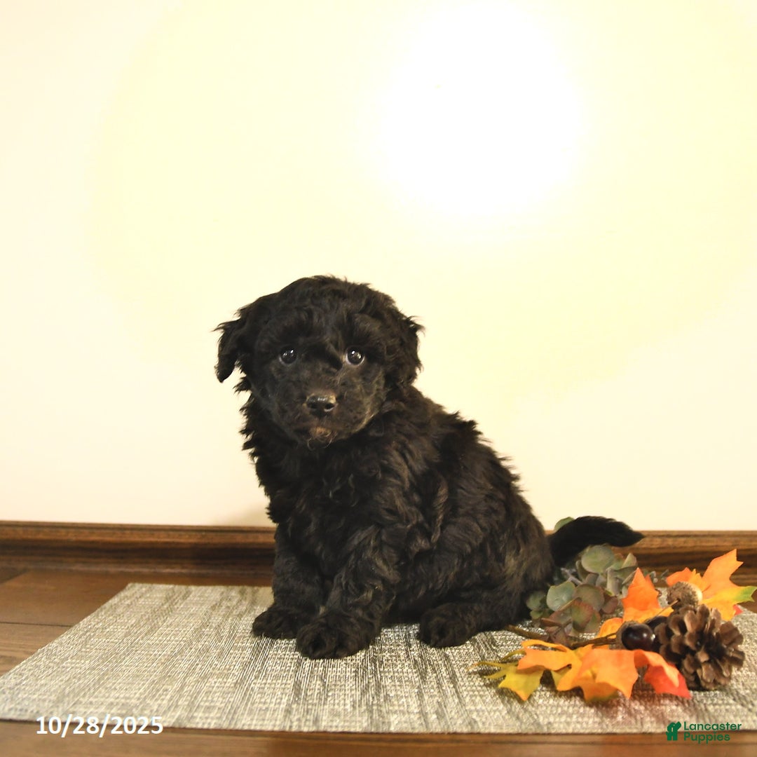 Mini Goldendoodle dogs for sale: Stella - Ad 7