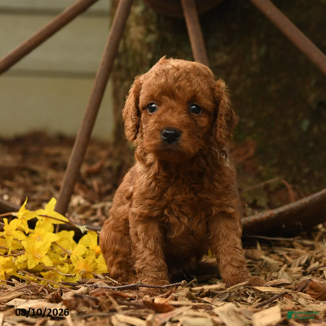 Goldendoodle dogs for sale: Rusty - Ad 1