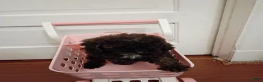 Miniature Poodle 6