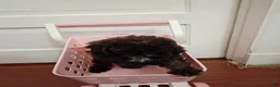 Miniature Poodle dogs for sale: Miniature Poodle 6 - Ad 1