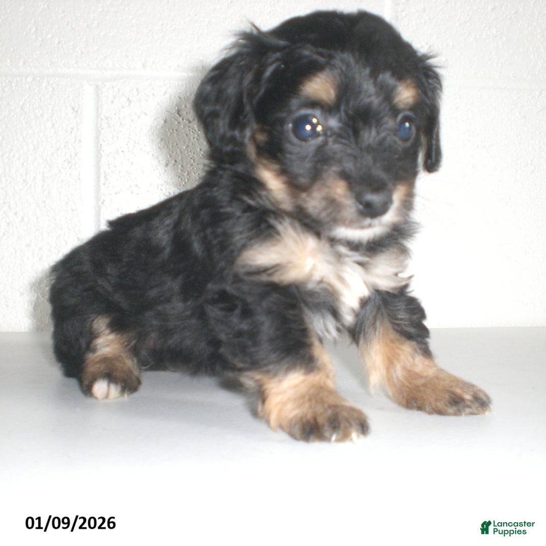 Yorkiepoo dogs for sale: Angie - Ad 16