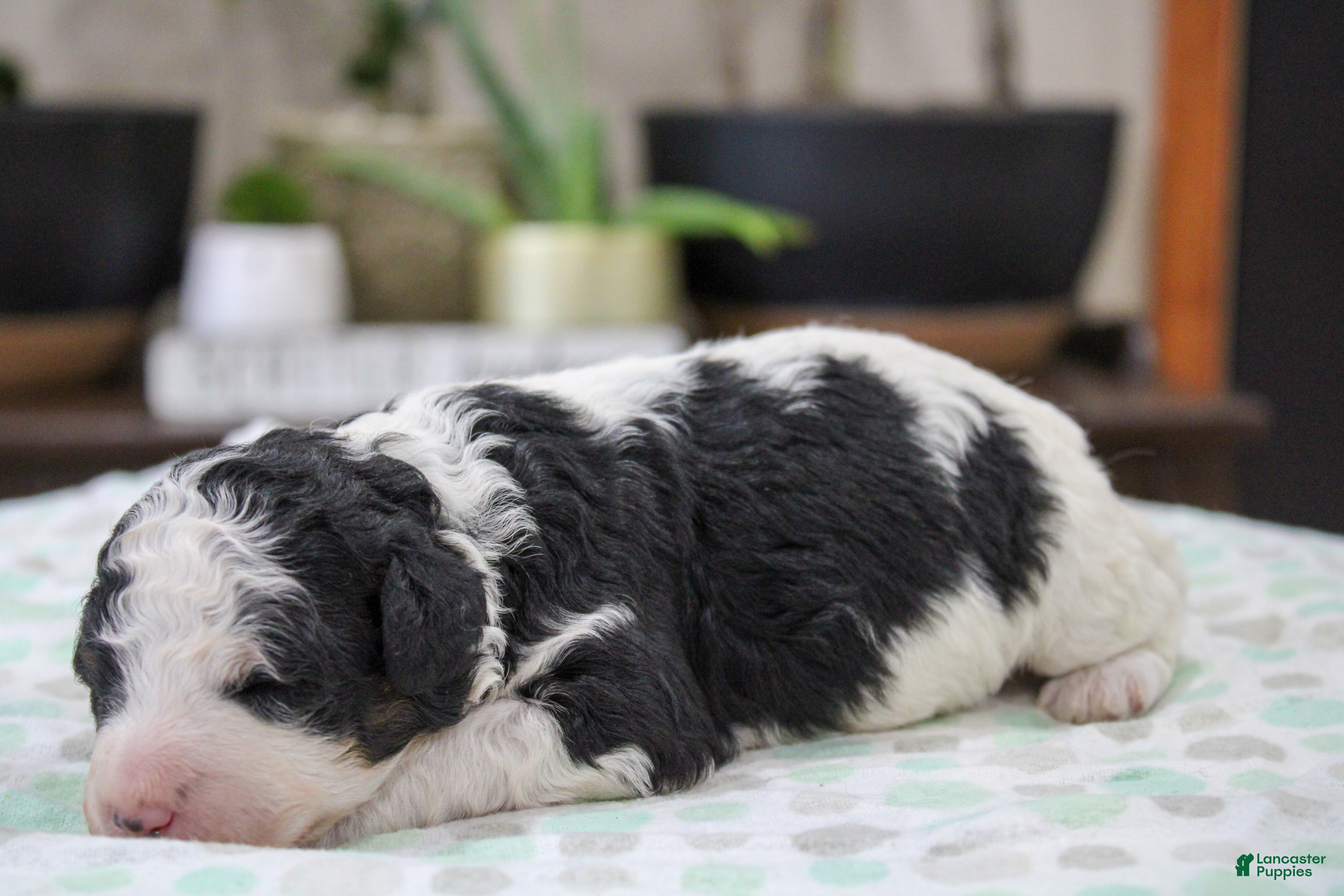 Mini Bernedoodle dogs Theodora - Ad 2
